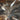Juego de Posa Champagne de cristal Roederer Bucarest Art & Antiques